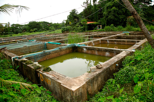 Fish Pond Image 4