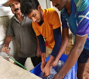 Packing of fish seed