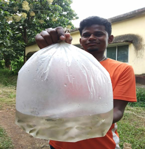 A packed bag of fish seed