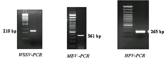 PCR Detection Kit