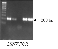 PCR Kit Sample 2