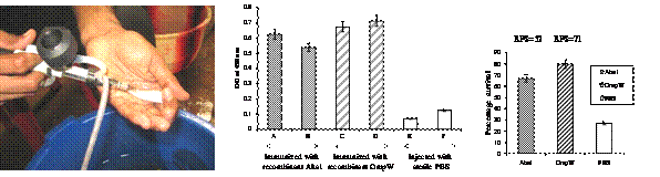 Recombinant Vaccine