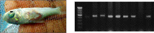 PCR Dot Blot Method